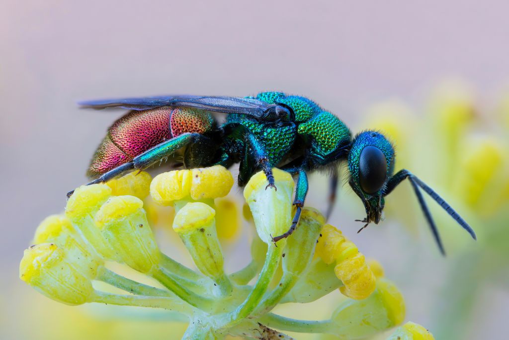 Chrysididae sp.